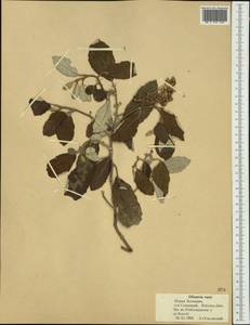 Olearia rani (A. Cunn.) Druce, Австралия и Океания (AUSTR) (Новая Зеландия)