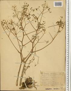 Ферула татарская Fisch. ex Spreng., Восточная Европа, Нижневолжский район (E9) (Россия)