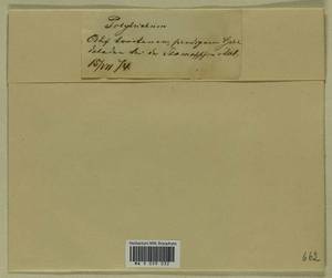 Polytrichum commune Hedw., Гербарий мохообразных, Мхи - Прибалтика (B1) (Эстония)