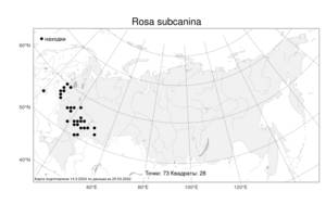 Rosa subcanina, Шиповник почти-собачий (Christ) Dalla Torre & Sarnth., Атлас флоры России (FLORUS) (Россия)