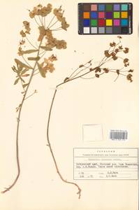 Молочай острый L., Сибирь, Дальний Восток (S6) (Россия)