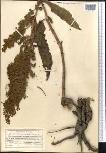 Rumex patientia subsp. tibeticus (Rech. fil.) Rech. fil., Средняя Азия и Казахстан, Памир и Памиро-Алай (M2) (Таджикистан)