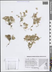 Cometes surattensis L., Зарубежная Азия (ASIA) (ОАЭ)