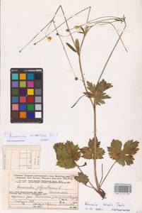 Ranunculus polyanthemos subsp. nemorosus (DC.) Schübl. & G.Martens, Восточная Европа, Северный район (E1) (Россия)