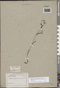Myosotis alpestris subsp. suaveolens (Waldst. & Kit. ex Willd.) Strid, Восточная Европа, Ростовская область (E12a) (Россия)