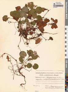 Фиалка сахалинская H.Boissieu, Сибирь, Дальний Восток (S6) (Россия)