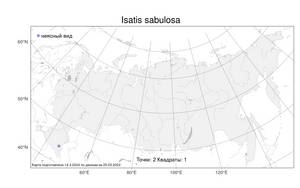 Isatis sabulosa, Вайда песчаная Steven ex Ledeb., Атлас флоры России (FLORUS) (Россия)