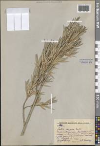 Ива каспийская Pall., Восточная Европа, Нижневолжский район (E9) (Россия)