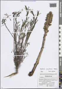 Заразиха синеватая Stephan, Восточная Европа, Ростовская область (E12a) (Россия)