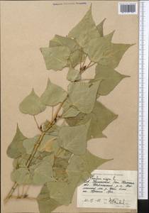 Тополь черный, Осокорь L., Средняя Азия и Казахстан, Прикаспийский Устюрт и Северное Приаралье (M8) (Казахстан)