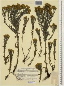 Солонечник мохнатый, Грудница мохнатая (L.) Rchb. fil., Крым (KRYM) (Россия)