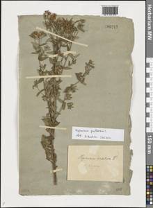 Зверобой продырявленный L., Восточная Европа, Южно-Украинский район (E12) (Украина)