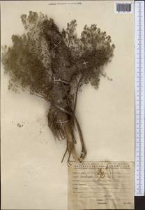 Ферула алайская Pimenov & Melibaev, Средняя Азия и Казахстан, Западный Тянь-Шань и Каратау (M3) (Киргизия)