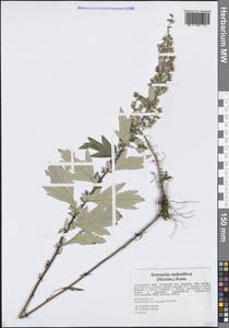 Полынь побегоносная (Maxim.) Kom., Сибирь, Дальний Восток (S6) (Россия)