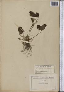 Fragaria virginiana Duchesne, Америка (AMER) (США)