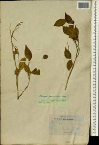 Murraya paniculata (L.) Jacq., Зарубежная Азия (ASIA) (Индия)