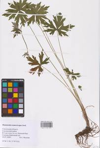 Ranunculus acris subsp. acris, Восточная Европа, Западный район (E3) (Россия)