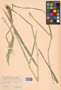 Вейник пурпурный (Trin.) Trin., Сибирь, Дальний Восток (S6) (Россия)