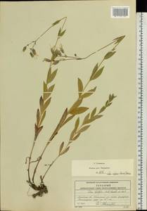 Смолевка обыкновенная, Хлопушка (Moench) Garcke, Восточная Европа, Московская область и Москва (E4a) (Россия)