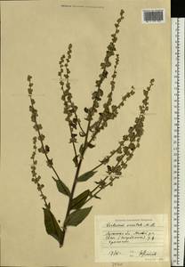 Verbascum chaixii subsp. orientale (M. Bieb.) Hayek, Восточная Европа, Северо-Украинский район (E11) (Украина)