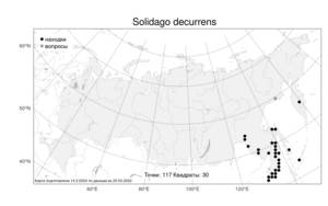 Solidago decurrens, Золотарник низбегающий Lour., Атлас флоры России (FLORUS) (Россия)