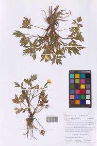 Лютик ползучий L., Восточная Европа, Московская область и Москва (E4a) (Россия)