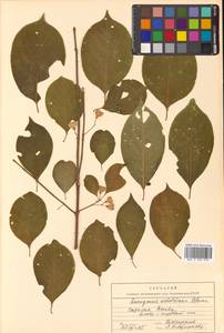 Бересклет Гамильтона Wall., Сибирь, Дальний Восток (S6) (Россия)