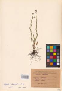 MHA 0 153 453, Myosotis alpestris subsp. suaveolens (Waldst. & Kit. ex Willd.) Strid, Восточная Европа, Центральный лесостепной район (E6) (Россия)