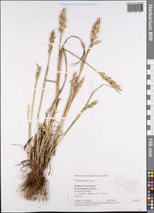 Пшеница летняя, Пшеница обыкновенная L., Восточная Европа, Центральный район (E4) (Россия)