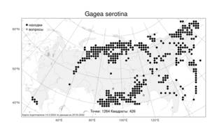 Gagea serotina, Гусиный лук поздний (L.) Ker Gawl., Атлас флоры России (FLORUS) (Россия)