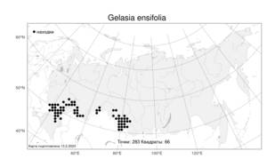 Gelasia ensifolia (M. Bieb.) Zaika, Sukhor. & N. Kilian, Атлас флоры России (FLORUS) (Россия)