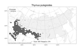 Thymus pulegioides, Тимьян блошиный, Чабрец блошиный L., Атлас флоры России (FLORUS) (Россия)