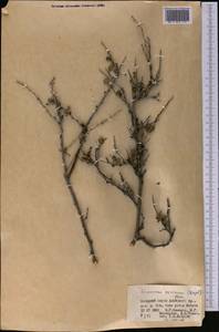 Rhamnus integrifolia DC., Средняя Азия и Казахстан, Памир и Памиро-Алай (M2) (Киргизия)