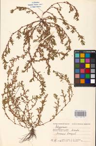 Спорыш, Восточная Европа, Московская область и Москва (E4a) (Россия)