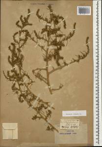 Солянка обыкновенная, Солянка сорная L., Кавказ, Краснодарский край и Адыгея (K1a) (Россия)