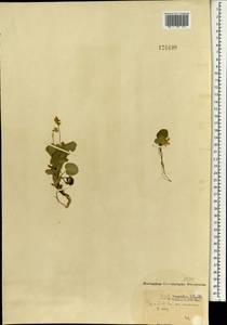 Фиалка скальная F.W.Schmidt, Монголия (MONG) (Монголия)