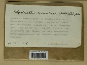 Palustriella commutata (Hedw.) Ochyra, Гербарий мохообразных, Мхи - Закавказье (B13) (Южная Осетия)