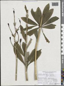 Лилия саранка L., Восточная Европа, Центральный лесостепной район (E6) (Россия)