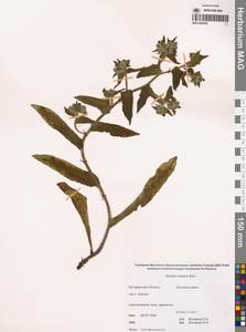 Nonea pulla subsp. pulla, Сибирь, Чукотка и Камчатка (S7) (Россия)