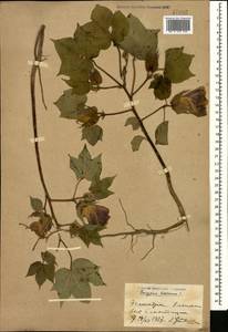 Хлопчатник травянистый L., Кавказ, Армения (K5) (Армения)