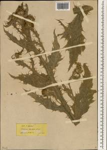 Cirsium leucopsis DC., Зарубежная Азия (ASIA) (Турция)