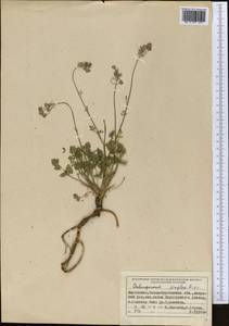 Бороздоплодник простой Rupr., Средняя Азия и Казахстан, Джунгарский Алатау и Тарбагатай (M5) (Казахстан)