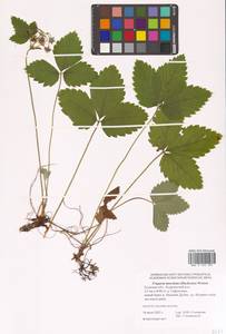 Земляника мускусная Duchesne, Восточная Европа, Центральный район (E4) (Россия)