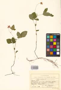 Малина арктическая, Княженика, Поленика L., Восточная Европа, Северный район (E1) (Россия)