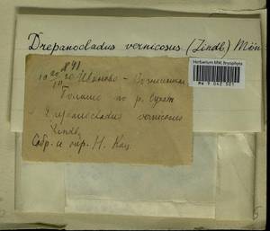 Hamatocaulis vernicosus (Mitt.) Hedenäs, Гербарий мохообразных, Мхи - Центральное Нечерноземье (B6) (Россия)