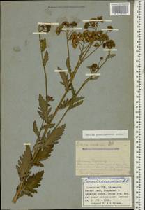 Jacobaea erucifolia subsp. grandidentata (Ledeb.) V. V. Fateryga & Fateryga, Кавказ, Армения (K5) (Армения)