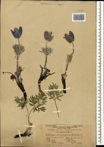 Pulsatilla halleri subsp. taurica (Juz.) K. Krause, Крым (KRYM) (Россия)