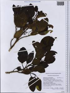 Griselinia littoralis (Raoul) Raoul, Австралия и Океания (AUSTR) (Новая Зеландия)