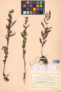 MHA 0 157 778, Зюзник европейский L., Восточная Европа, Латвия (E2b) (Латвия)