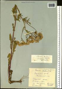 Jacobaea ambracea (Turcz. ex DC.) B. Nord., Сибирь, Якутия (S5) (Россия)